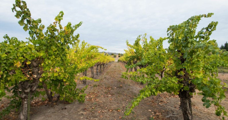 What Is Wine Made Of?