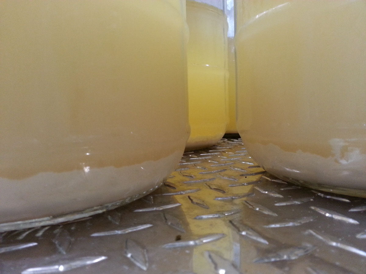 What Are 'Lees' in Winemaking?